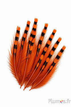 Coq de Sonnerat - 1-3 cm - orange